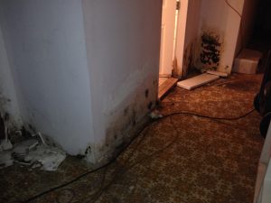 Mould behind baseboard